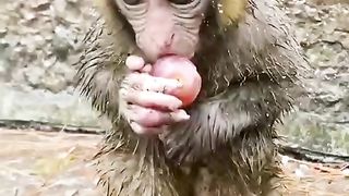 Cute little monkey ????❤️