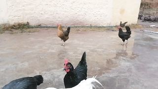 Village rain beautifull seen
