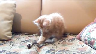 funny cat