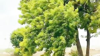 a new 2023 and Beautiful Amazing Video of village vloge