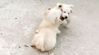 Cute Puppies playing