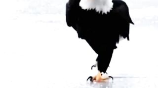 Eagle ????????????????