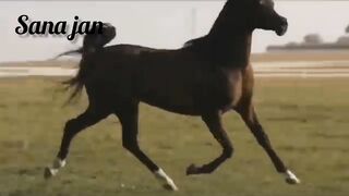 Best horses