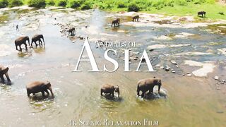 Animals of Asia 4K - Scenic Wildlife Film With Calming Music.