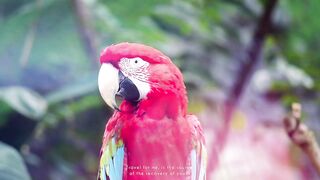 Birds Life