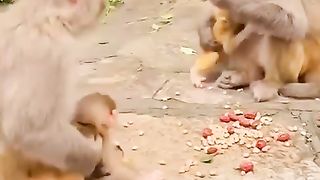 Wow soo cute Monkey's