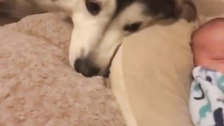 #Husky baby becoming best friends