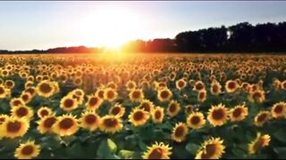 Sunflower  #shorts #yshorts #nature