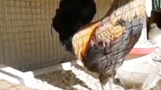 funny video cock