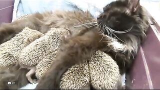 The wet nurse is a hedgehog.