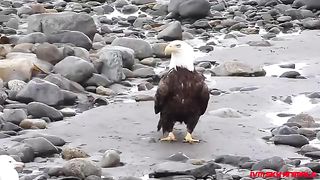 Eagle_Vs_Rooster__Who_Will_Be_