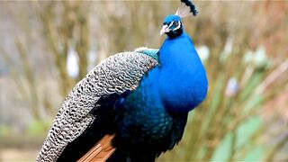 peacock natural bird lifestyle