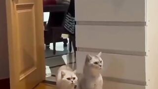Amazing Cute Cats Funny Viral Clips????||