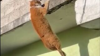 AWW NEW FUNNY CAT DOG & VIDEOS MIKE FUNNY ????  Good | One