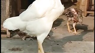 Paper white Aseel