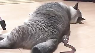 Cute cat got surprised snake