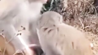 bandar b insano ko dekh kar khrab hoge