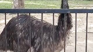 Cute EMU in Zoo