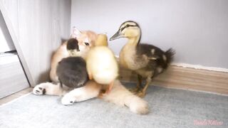 The kittens invite ducklings to play together
