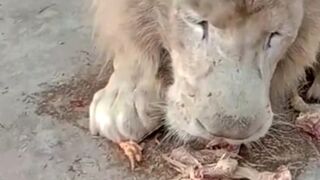 Lion food