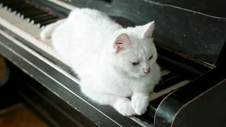 Funny cat video | cat animal