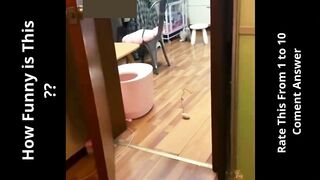 Funniest cats 2023 ???? Funny Cats ????