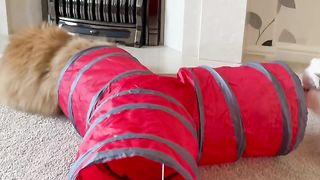 Cats playing on febspot video