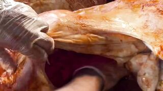 Dham pkhot full Lamb