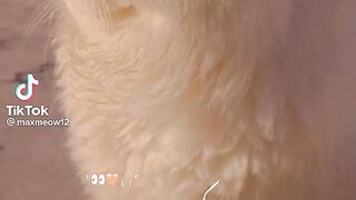 Cute Cat Is Sitting