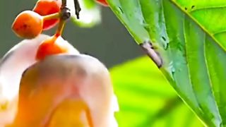 Beautiful nature video