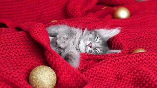 Kitten for Christmas