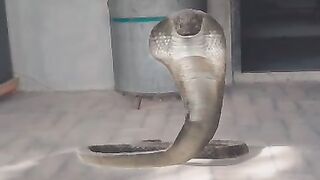 Cobra attack on me