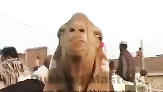 Punjabi Funny-2023