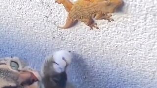 Cat and lizard funny video
