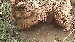 Brown Bear in zoo