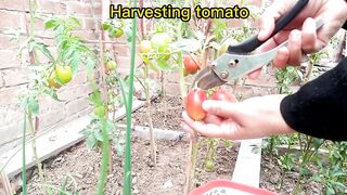 Harvesting tomato from my kitchen