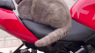 Funny Cat biker on febspot ????????????️????️????️????️????️
