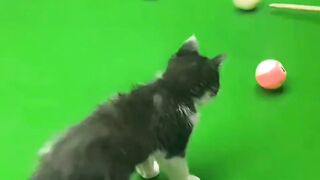Cute cat ????????