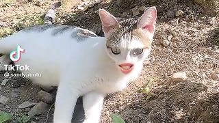 Cat singing ????????