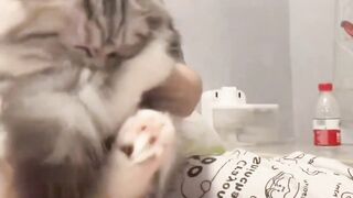 Funny cat act on febspot ????????