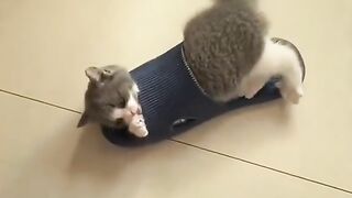 Funny Cat