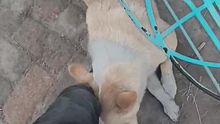 My dog
