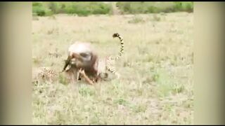 Two Cheetah Brother Try Hunting Down a Big Topi Hyena Grabs It From Them