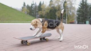 Lovely dog. .