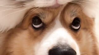 Cats and dogs friendship on febspot