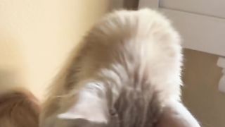 Cats video so amazing