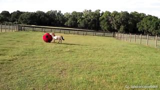 Cute Baby horse ???? Videos Compilation cute moment and Soo Cute!.