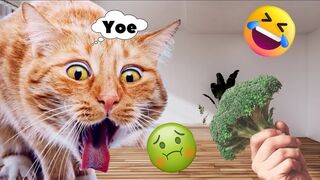 Funniest Cats and Dogs - Funny and Cute Animals 2023