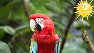 Beautiful parrot in nature.