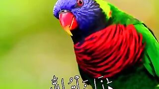Quran majied Beautiful video